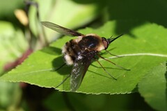 Bombylius varius