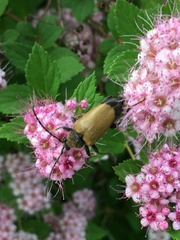 Trigonarthris subpubescens