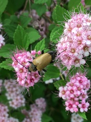 Trigonarthris subpubescens