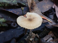 Entoloma readiae