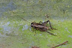 Loxoblemmus equestris