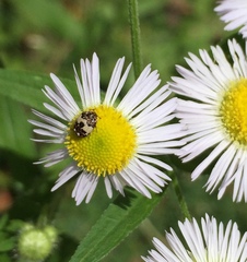 Anthrenus isabellinus