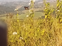 Amauris albimaculata