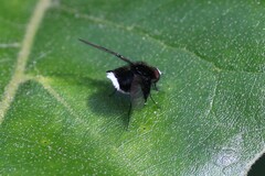 Ogcodocera leucoprocta