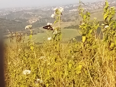 Amauris albimaculata