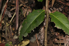 Denhamia bilocularis