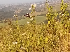 Amauris albimaculata