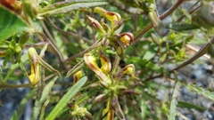 Pedicularis labradorica