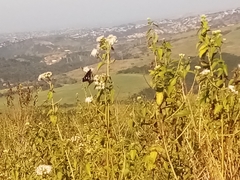 Amauris albimaculata