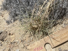 Muhlenbergia pungens