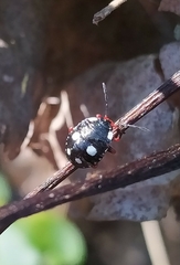 Chinavia erythrocnemis