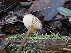 Entoloma readiae