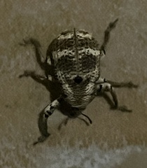 Guioperus trifasciatus