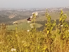 Amauris albimaculata