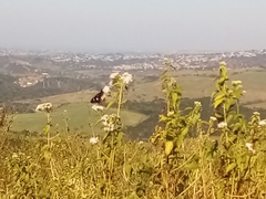 Amauris albimaculata