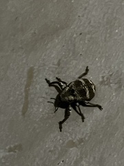 Guioperus trifasciatus