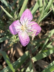 Oenothera canescens
