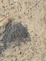 Muhlenbergia pungens