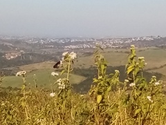 Amauris albimaculata