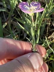Oenothera canescens