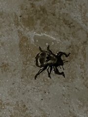 Guioperus trifasciatus