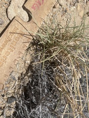 Muhlenbergia pungens