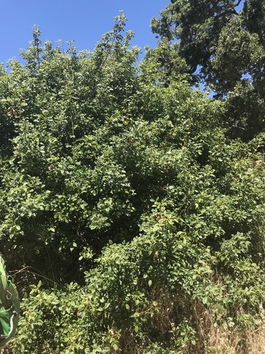iNaturalist observation photo of Pacific poison oak