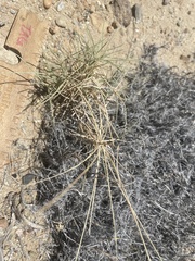 Muhlenbergia pungens