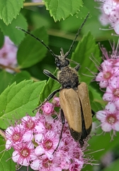 Trigonarthris subpubescens