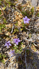 Ruellia californica californica