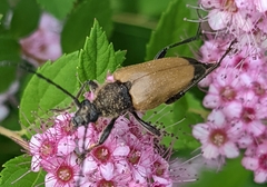Trigonarthris subpubescens