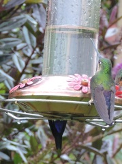 Coeligena helianthea