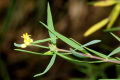 Pimelea neoanglica