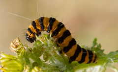 Tyria jacobaeae