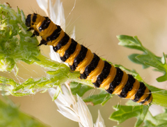 Tyria jacobaeae