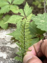 Myriopteris alabamensis image