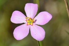 Sabatia grandiflora