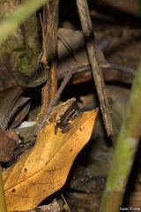 Allobates marchesianus