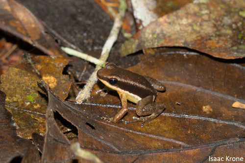 Dull Rocket Frog, Allobates marchesianus