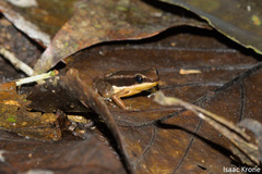 Allobates marchesianus