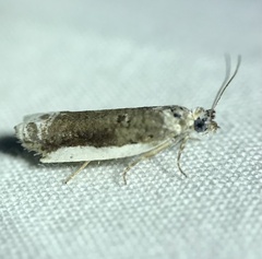 Ancylis albacostana