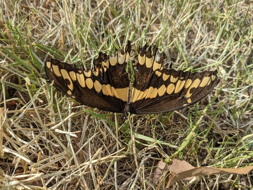 Western Giant Swallowtail photo 3