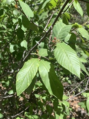 Frangula betulifolia
