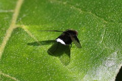 Ogcodocera leucoprocta