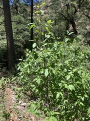 Frangula betulifolia
