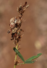 Aphyllodium biarticulatum
