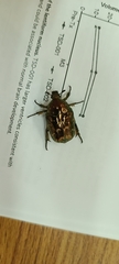 Protaetia brevitarsis