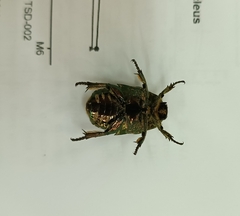 Protaetia brevitarsis