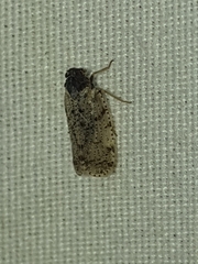 Cixius pini