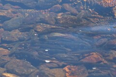 Hesperoleucus symmetricus